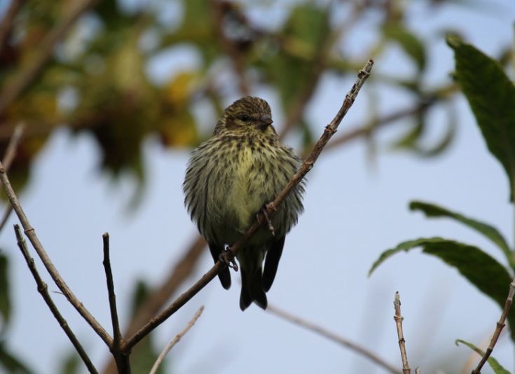 Female Siskin - seen at Rinnigal