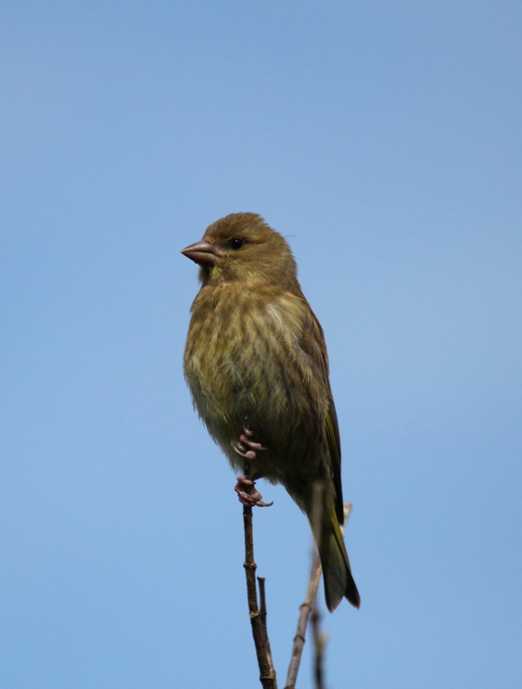 Female Greenfinch ?