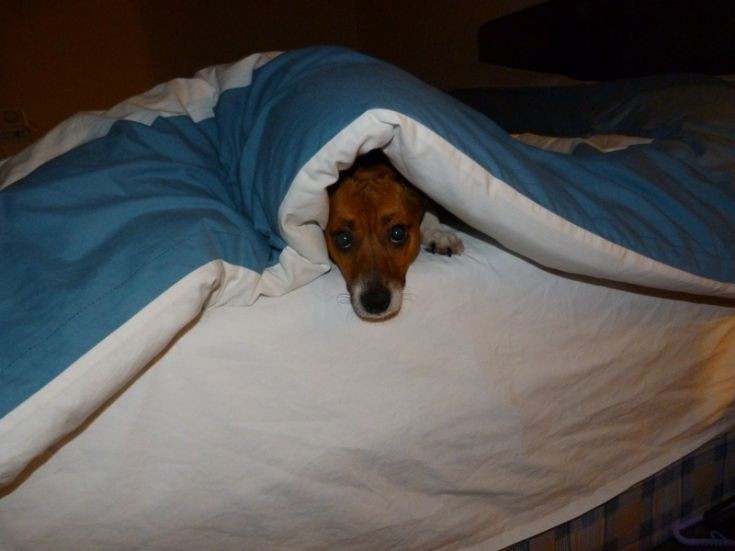 Canine pyrotechnic anxiety