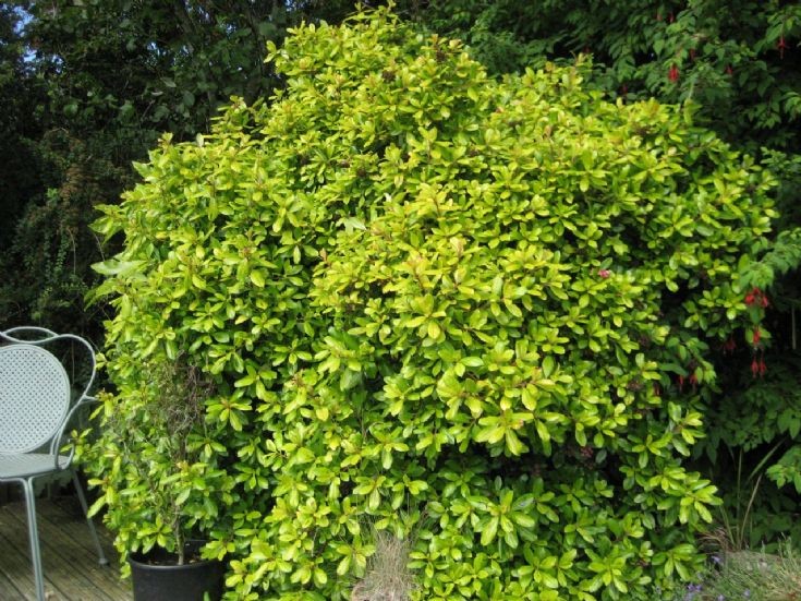 Escallonia laevis 'Gold Ellen'