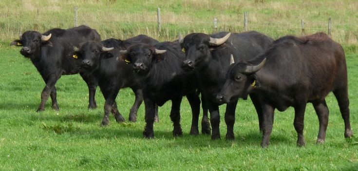 Deerness - almost a prairie...