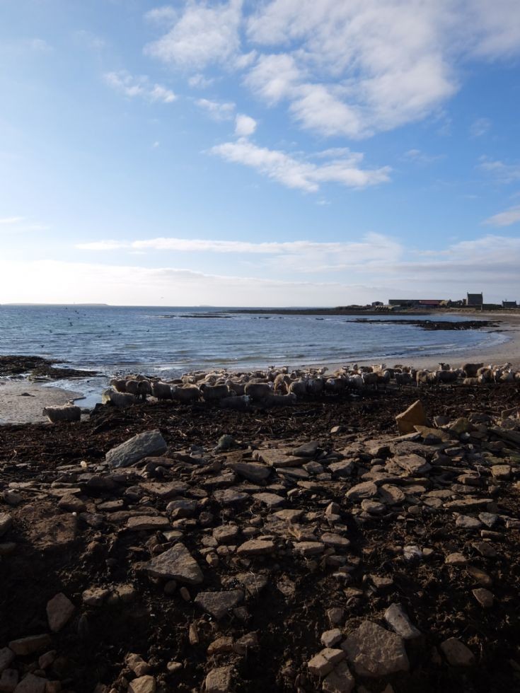 Sheep on the beach at Houseby
