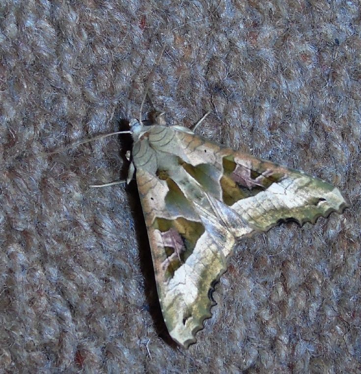 Moth