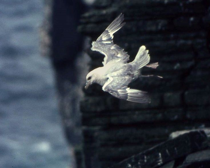 Fulmar riding the updraught at Marwick Head