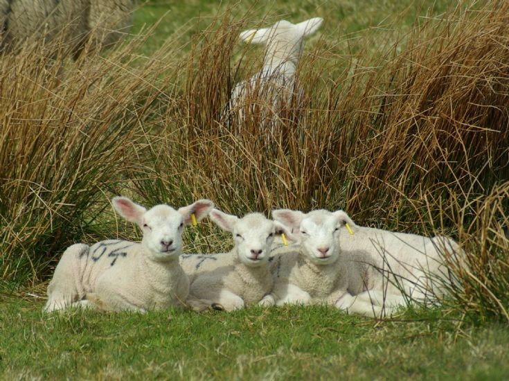 Sheep in Burray 1/3