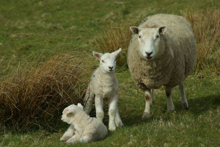 Sheep in Burray 2/3