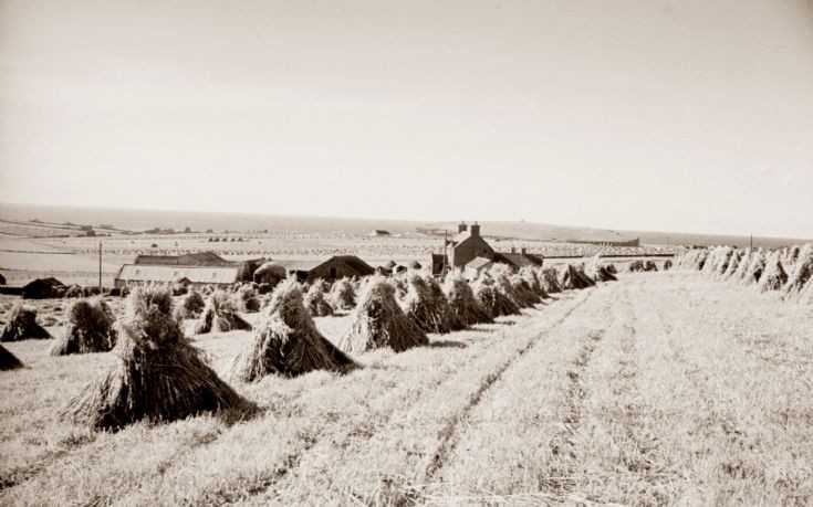 Field of oats at Lower Grindally