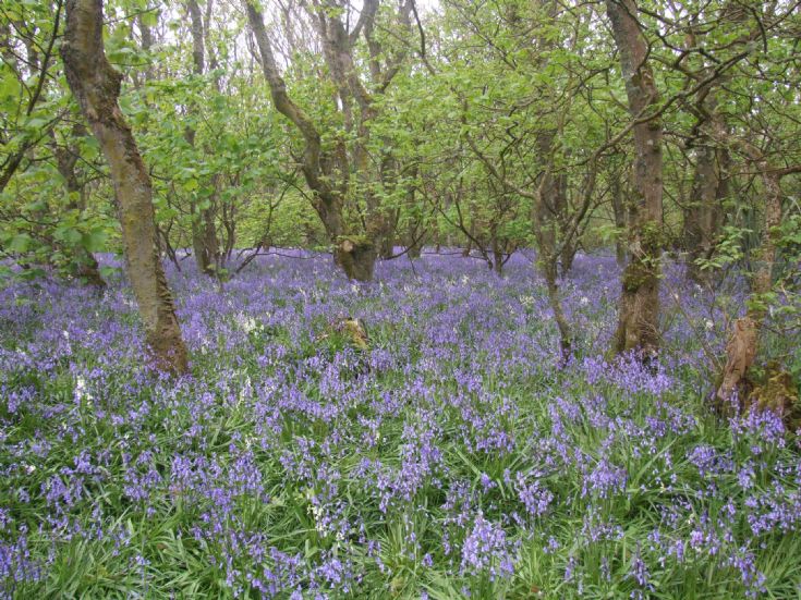 Balfour Castle Woods