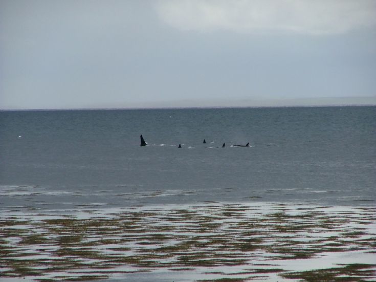 pod of killer whales