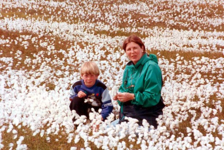 Wild Cotton