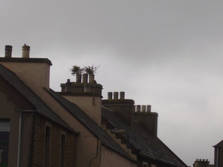 More roof top greenery