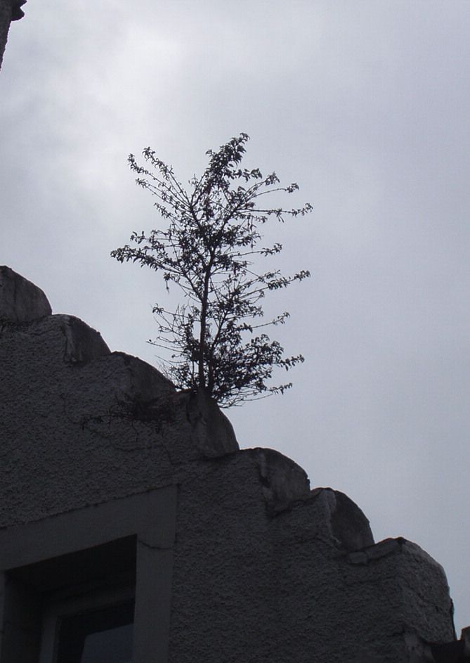 Rooftop greenery