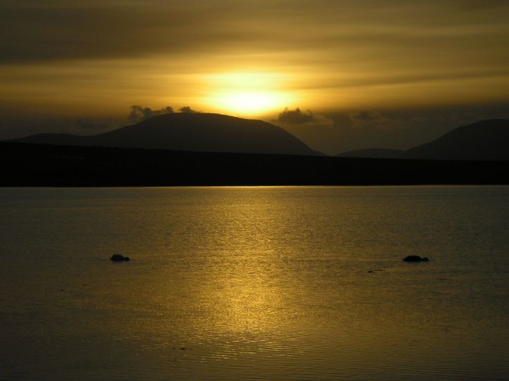 Feeding swans on Stenness Loch