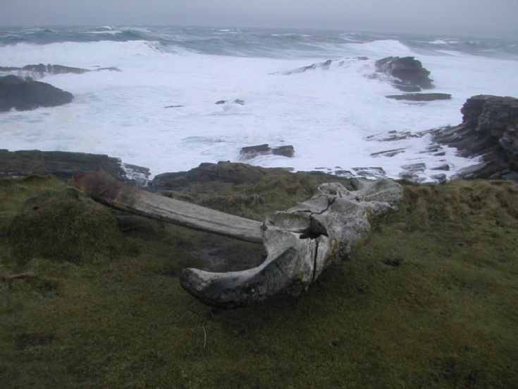 The Whalebone
