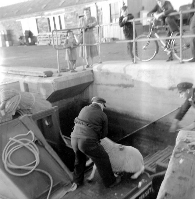 Livestock shipping